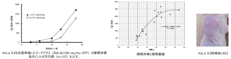 軟寒天コロニー形成試験<