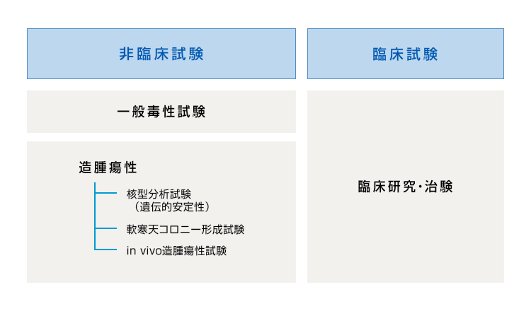 当社主要対象範囲 【非臨床試験】一般毒性試験/造腫瘍性:核型分析試験（遺伝的安定性）,軟寒天コロニー形成試験,in vivo造腫瘍性試験【臨床試験】臨床研究・治験